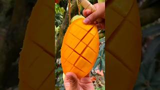 Enjoy beautiful dried persimmon fruits 🥝🥭🍓🍇🍎🍉🍊🥰shorts nature fruit garden foryou viralvideos [upl. by Leviralc]