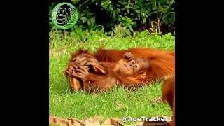 Orangutan Brother And Sister Playtime Fun shorts cuteanimals [upl. by Ogires]