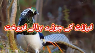 Lady Amhersts pheasant Available For Sale In Pakistan  Pheasant Bird [upl. by Nileek455]