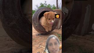 Titli chali gaireactiongreenscreenshorts 🥰🐕💕❤ [upl. by Ardle]