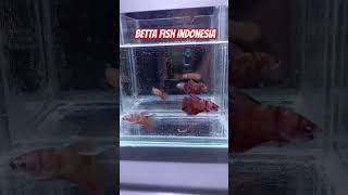 Betta fish Indonesia cover music ikan ikanhias bettafish aquarium betta aquariumfish [upl. by Sivat]