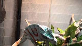 WC Nosy Boraha Panther Chameleon [upl. by Noremmac583]