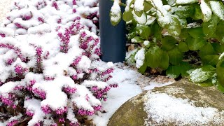 Snowy Winter Garden Tour [upl. by Milstone]