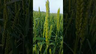 MHK 92 Australian Wheat [upl. by Trill]