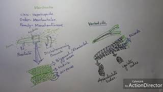 Marchantia sp  Vegetative body [upl. by Ezar]