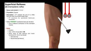 REFLEXES EXAMINATION  CLINICAL LAB  PHYSIOLOGY PRACTICALS [upl. by Aidni]