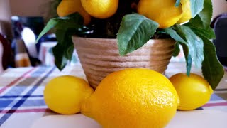 LIVE LEMON CUTTING TRICK🍋 [upl. by Eelorac]