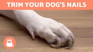 How to Trim Your Dogs Nails at Home 🐶 STEP BY STEP WITH TIPS [upl. by Bibeau160]