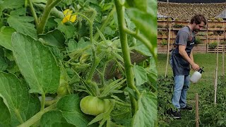 Fertilizante foliar orgánico Tomates más grandes y fuertes en nuestra huerta [upl. by Cantlon]