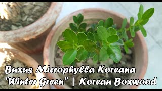 Buxus Microphylla Koreana var quotWinter Greenquot  Korean Boxwood [upl. by Eihs561]