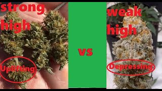 LIFE CHANGING EXPERIENCE with BSV OLDSCHOOL STRAINS  Skelet0n420 P1 [upl. by Richie374]