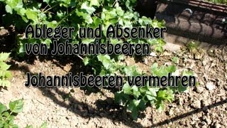 Johannisbeeren durch Absenker vermehren [upl. by Dominic560]