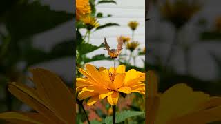 Hummingbird hawk moth [upl. by Alane]