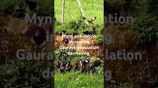 How Myna population out numbering Gauraya population shortsvideo redrice travel [upl. by Niwdog590]