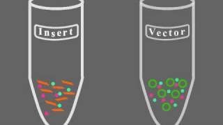 Key Steps of Molecular Cloning [upl. by Hussein]