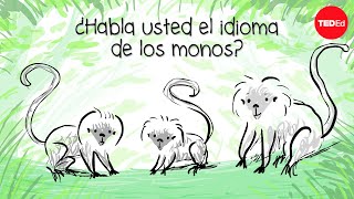 Cómo hablar el idioma de los monos el idioma del mono tití cabeciblanco  Anne Savage [upl. by Thilda]