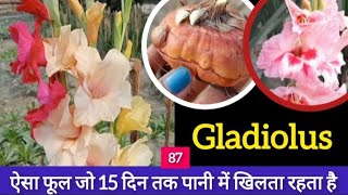 MIRACLE PLANT GLADIOLUSनवम्बर में लगा ले ये गुलदस्ता वाला फूलgardening gladiolus winterblooms [upl. by Suinotna135]