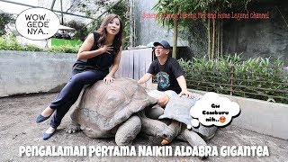 Dielus Mela langsung Berdiri Aldabra Gigantea Tortoise [upl. by Leonid424]