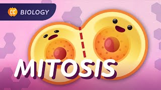 Mitosis amp the Cell Cycle How Cells Clone Themselves Crash Course Biology 29 [upl. by Elfreda]