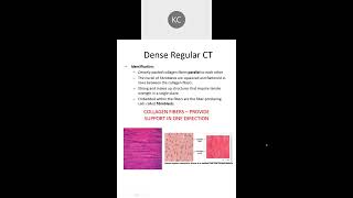 Histology Part 3 of 6  Connective Tissue Proper amp Cartilage [upl. by Keung157]