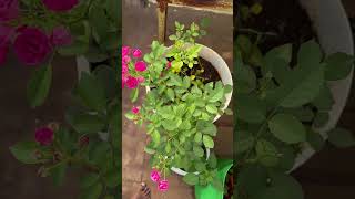 Flowers blooming in my terrace garden shorts terracegarden flowers garden youtubeshorts like [upl. by Noorah]