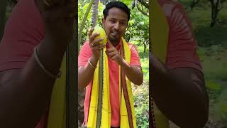 Coco plant plants cocoplants coco video videos shortsvideo shots shorts videoviral shots [upl. by Irrab]