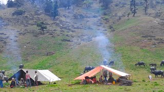 Organic Nepali Village Life  Buffalo And Cow Herdsmen Life In Himalayan Shelter  Rural Nepal Nepal [upl. by Ahsiruam]