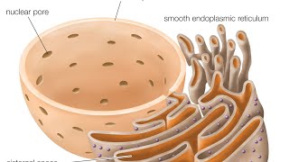 endoplasmic reticulum golgi bodylysosome [upl. by Aicatsan]