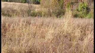 Coopers hawk on the hunt in Kentucky [upl. by Nedla]