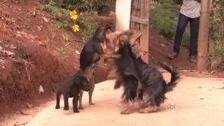 Surto de cinomose canina preocupa donos de animais em Petrópolis [upl. by Freya]