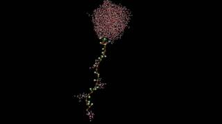 Molecular dynamics simulation of a solvated unfolded hydrophobic polymer chain [upl. by Nivart]