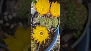 Lobivia Flower cacti plants cactus cactusflower [upl. by Rodrique652]