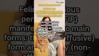 Feline Infectious Peritonitis FIP cat 고양이설사 뉴스 [upl. by Tella]