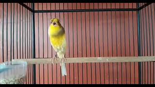 Best Canary Singing  Your canary will sing in 5 minutes [upl. by Novla200]