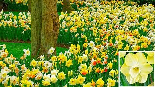 How to Plant Daffodil in the Border Spring Garden Guide [upl. by Murton695]