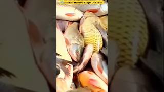 😱Incredible Moments of Fish Transportation Caught On Camera shorts [upl. by Akinot]