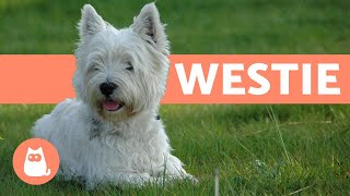 West Highland White Terrier Westie  Characteristics and Care [upl. by Nnav]