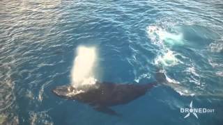 Whales and Dolphins Swim Together in Hawaii [upl. by Ninaj]