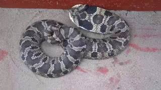 Eastern Hognose Snake huffing and puffing [upl. by Omolhs911]