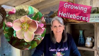 How to Grow and Care for Hellebores 💚  Gardening On Taylor Mountain 👩🏼‍🌾 [upl. by Ihskaneem]