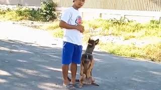 BELGIAN MALINOIS BASIC OBEDIENCE TRAINING [upl. by Leizo]