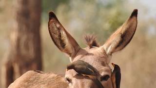 Yellowbilled Oxpecker 2018 [upl. by Enitsua662]