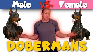 Male vs Female Dobermans How They Are Different [upl. by Mroz256]