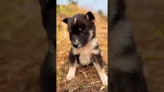 Cute life of my pet A beautiful moment 3717  shorts viral [upl. by Schram]