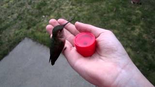 Hand Feeding Hummingbirds [upl. by Eneloj]