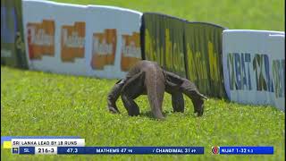 The Unexpected Guest Monitor Lizard Spotted Roaming SSC Cricket Grounds [upl. by Aihsemek955]