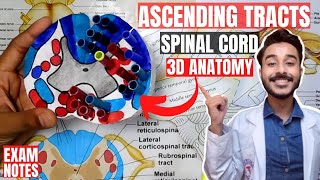 Spinal PathwaysTracts  Part 1  Introduction  Anatomy Tutorial [upl. by Olnton]