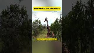 WILDANIMAL Review  Wild Animals Documentary viral shorts [upl. by Ayt]