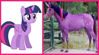 My Little Pony All Characters IN REAL LIFE 👉WANAPlus [upl. by Agnesse]