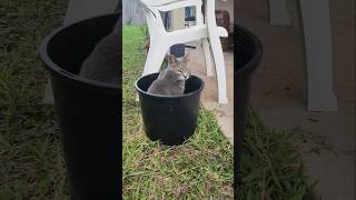 The cat is sitting in a bucket funny [upl. by Eenhpad989]